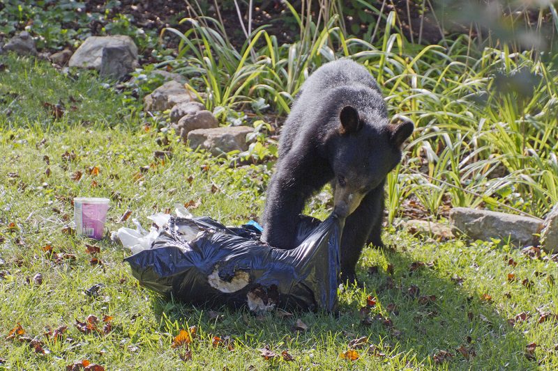 Priority Waste's Waste Removal Tips